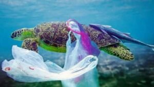 Dampak Negatif Sampah Plastik Di Lautan