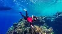 Itinerary Open Trip Snorkeling di Pulau Menjangan: Pagi hingga Sore