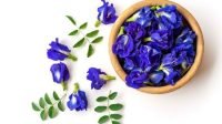 Manfaat Bunga Telang untuk Batuk: Apakah Benar Bisa Mengobati?
