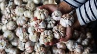 Harga Bawang Putih Tembus Rp44.700 per Kg, Kemendag Didesak Ambil Langkah Tegas