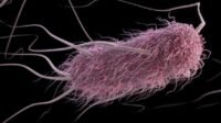 E. coli Diduga Pemicu Keracunan MBG