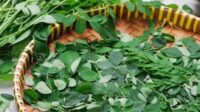 Amankah Mengonsumsi Daun Kelor Setiap Hari