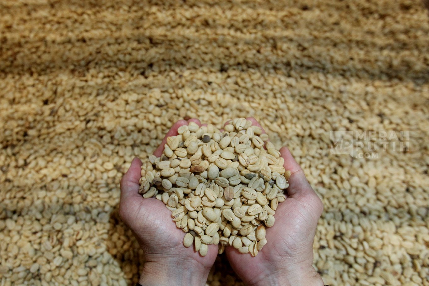 Panduan Arah ke World of Coffee 2025 di JCC Senayan