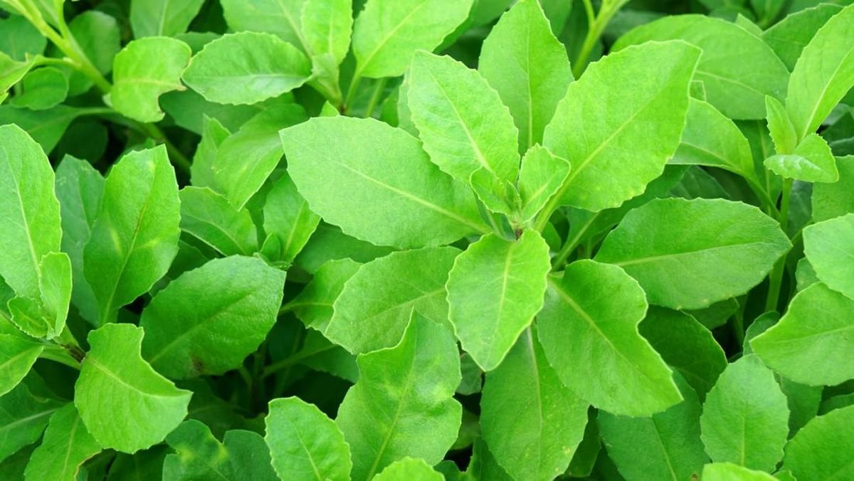 Manfaat Daun Sambung Nyawa untuk Kesehatan