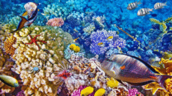 Keindahan Bunaken Jadi Ikon Wisata Bahari Nusantara