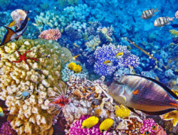 Keindahan Bunaken Jadi Ikon Wisata Bahari Nusantara